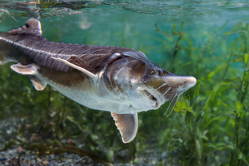 Siberian sturgeon (Acipenser baerii) portrait of a large sturgeon in its natural habitat.