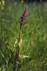 Orchis mascula, the early-purple orchid, early spring orchis, blooming purple flower on a green sloping meadow. Rarity with three inflorescences