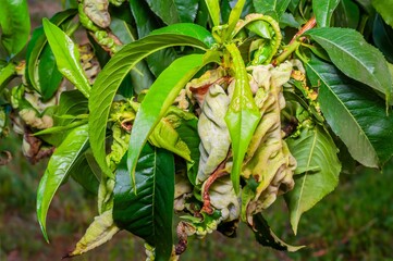 Peach leaf curl disease affecting a peach tree, showing distorted and reddened leaves