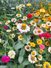 Obraz premium Zinnia flowers in a garden. Backyard garden with blooming flowers during summer season