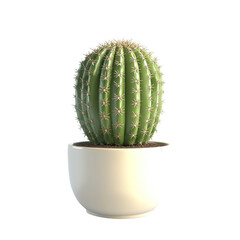 A green spherical cactus in a white pot a desert plant in a simple container