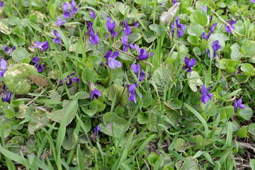 Grass plot with purple flowers of dog violet in April