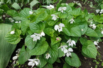 Many white flowers in the leafage of Viola sororia in May