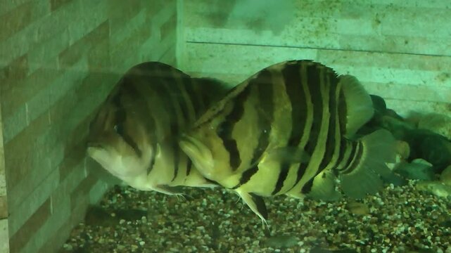 A group of Tiger fish