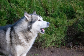 A husky with a thick coat howls near dense green shrubs, showcasing its expressive features in a...