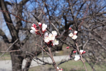 Few white flowers and buds of apricot tree in March