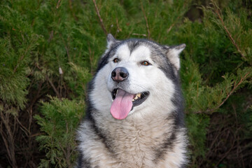 A cheerful husky with a fluffy coat sits contentedly amidst lush green foliage, soaking in the warmth of a sunny day.