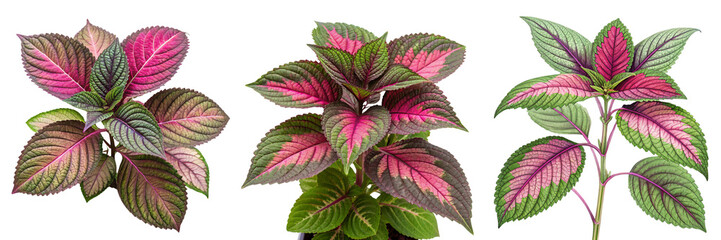 Set of A Leafy Plant With Pink Green And Violet isolated on a transparent background