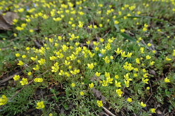 Close view of yellow flowers of ceratocephala testiculata in April