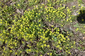 Dozens of yellow flowers of ceratocephala testiculata in April