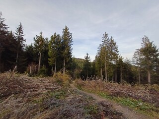 footpath in the woods