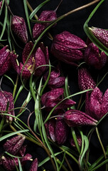  Close up fritillaria meleagris, hazel grouse flowers on a black background. Extreme flower...