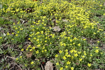 Lots of yellow flowers of ceratocephala testiculata in April