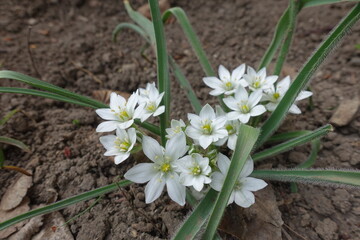 Close shot of white flowers of Ornithogalum fimbriatum in April