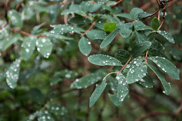 Wet green leaves, water drops botanical background 