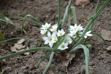 Hairy leaves and white flowers of Ornithogalum fimbriatum in April