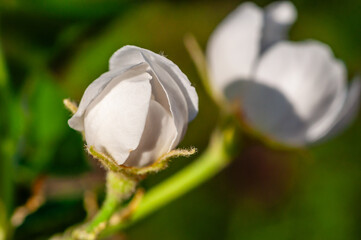 Serene white blossom with vibrant details, captured with soft focus and lush background tones.