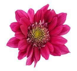 Beautiful red and magenta Chrysanthemen im bloom, cut out.