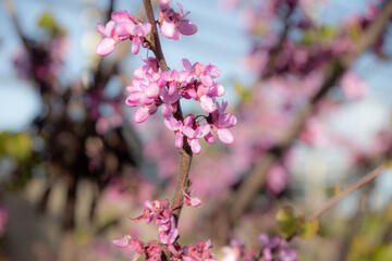 Blossom of Life: Pink Petals Against the Sky