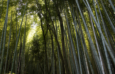 Arashiyama bamboo forest background in Japan