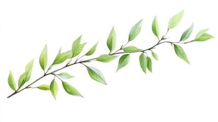 Obraz premium Watercolor painting of a delicate branch with lush green leaves, isolated on a white background. A perfect illustration of nature's beauty and tranquility.