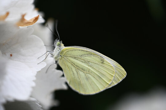 Primo piano macro di farfalla bianca con grandi ali giallastre appoggiata su splendidi petali di fiori bianchi