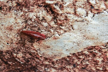 An intriguing textural surface, featuring a striking contrast of colors and natural details.