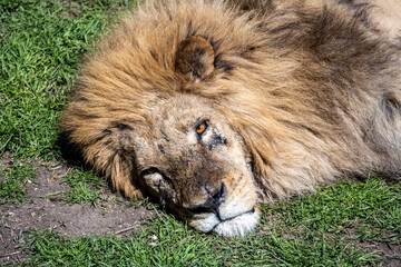 beautiful adult lions close-up in natural conditions on a spring day
