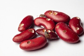 Close up shows kidney beans damaged with holes bored by bean weevils, demonstrating crop damage.