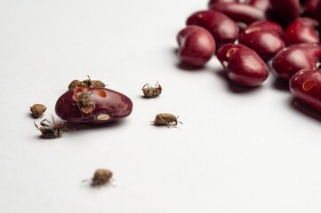 Close-up showing bean weevils infesting kidney beans, highlighting issues of pest damage and food contamination.