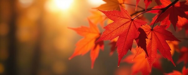 Vibrant maple leaves ablaze with red and orange, backlit by sun, sunlight, leaves, maple