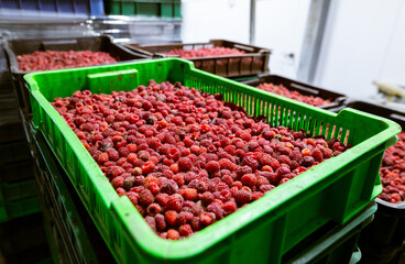 Close-up of shock-frozen raspberries in clear plastic containers for preserved quality. Prepared...