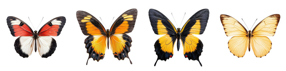 Obraz premium Diverse collection of colorful butterflies in natural environment