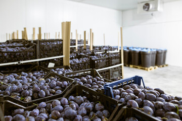 A load of freshly harvested plums in shallow black plastic crates inside a refrigerated chamber at...