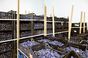 A load of freshly harvested plums in shallow black plastic crates inside a refrigerated chamber at...
