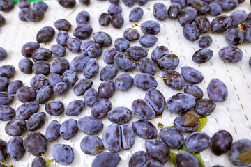 A load of freshly harvested plums on a white plastic sorting conveyor belt at the warehouse for sorting, processing, and storage.