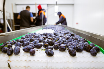 Workers manually sort and inspect the freshly harvested plums on a white plastic sorting conveyor...