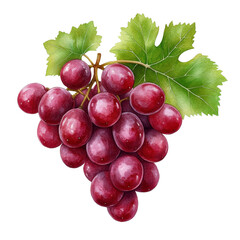 Fototapeta premium Fresh red grapes with green leaves isolated on white background, perfect for health and nutrition themes