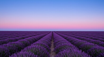Fototapeta premium Wide Field of Blooming Lavender Under Soft Blue Hour Sky with Pink and Purple Hues Generative AI