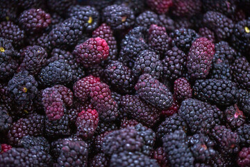 Close-up of shock-frozen blackberries with a thin ice coating. Are prepared for retail packaging to ensure extended shelf life in supermarkets and maintain perishable harvest quality.