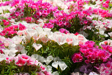 colorful godetia flowers blooming at a garden, multicolor flowers blooming in the soil close-up, azalea and clarkia	