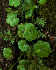 Picture of green plants on the pot in the garden