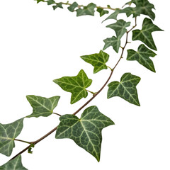 Realistic ivy leaves trail isolated on transparent background