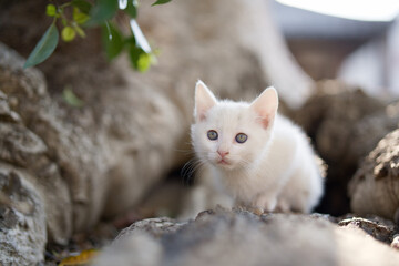 春、活発になり始める白い仔猫