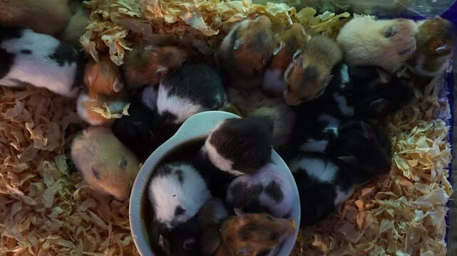 A litter of cute baby hamsters moving around in the tank filled with wood shavings at the pet store.