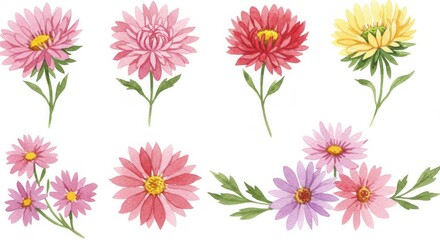 Floral watercolor arrangement with charming asters for delicate design projects