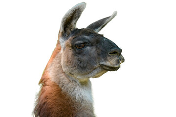 view of llama portrait in png © AUFORT Jérome