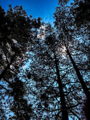 Tree Silhouette Against Blue Sky and Sun