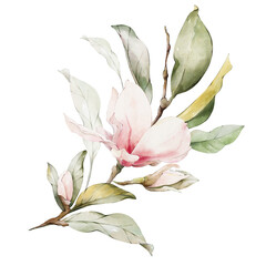 Watercolor magnolia floral bouquet