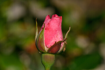 Close-up of a vibrant pink rose in full bloom with soft, velvety petals